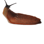 east side slug