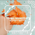.:.malishawaii.:.