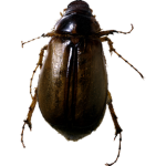 da bugz
