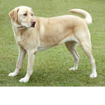Labrador
