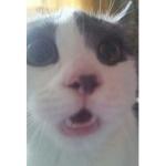 I'm Bëłłä :3