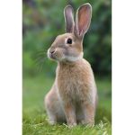 DrRabbit Squad