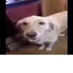 大きい男の子