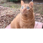BiG eYeS+-