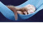 ferrets it's my love!