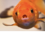 The group of goldfishh