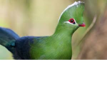 bird town