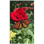 ~Monarch Roses~