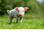Hungry Pigs