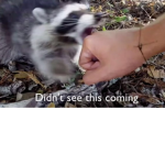 RACOONS ASSEMBLE