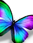 ~Schmetterling~