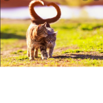 GRUPPE KATZEN