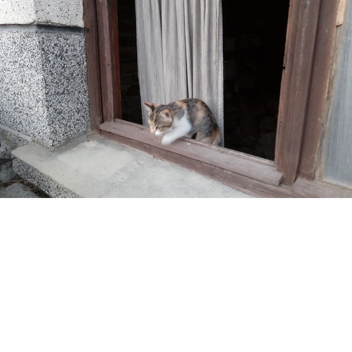 Zed's Tycoon new 2018