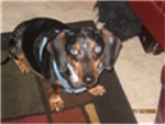 cute dogies