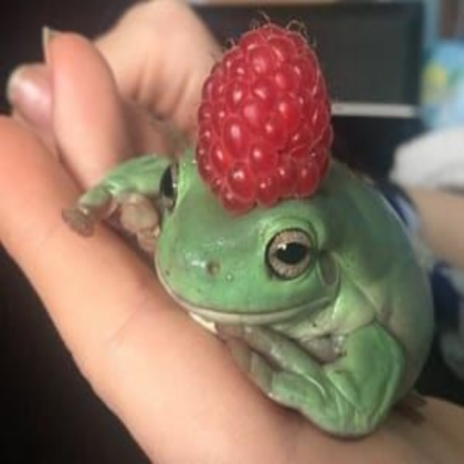 cute frog with raspberries :) Roblox decal