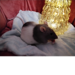 We luv ratz