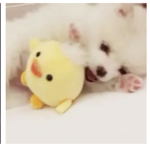 Cutes animals in the world
