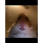 Smoll beans rulee