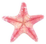 ~starfishes~