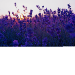 The Lavender's