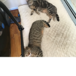 My cats are cute