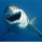 The sharks life