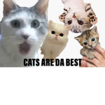 Cats are da best