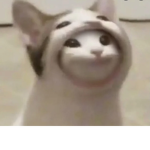POP CAT AWARENESS