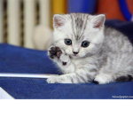 Sunnyxkitty