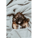 Cutest puppy group in the world