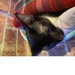 CATS ARE THE BEST!!!!!