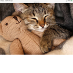 543 Cat clan