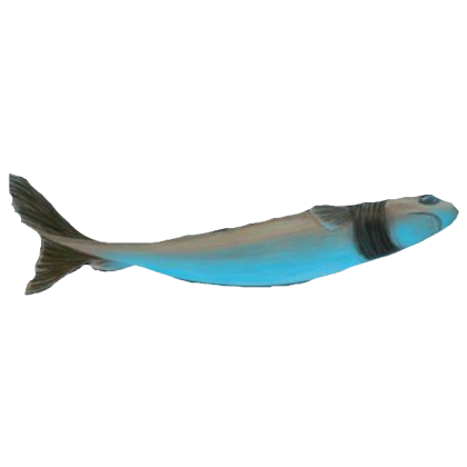 Cookie cutter shark Roblox decal