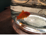 Rest in peace blue