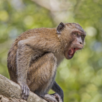 Monkey34219