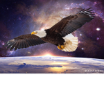 Eagles Of Justice🦅🦅
