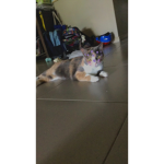 Hi love my kitty