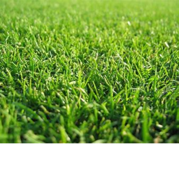Touch some grass!