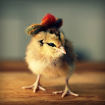the chick island