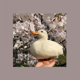 Ducky <3