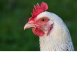 The Chicken dev