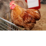 Amazingchickens1254 Group