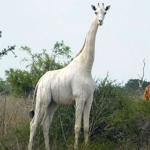 save the giraffe's group!