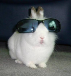 .*BUNNIES.*