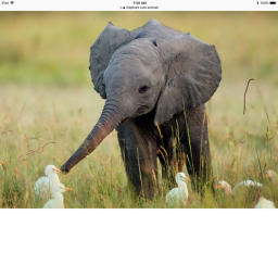 Awesome Elephants in Pirate Island