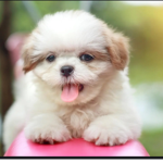 My adorable little puppies