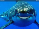 Shark memerz