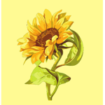 Sunshine & flower