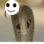 King cobra's