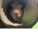 Garth the guinea pig